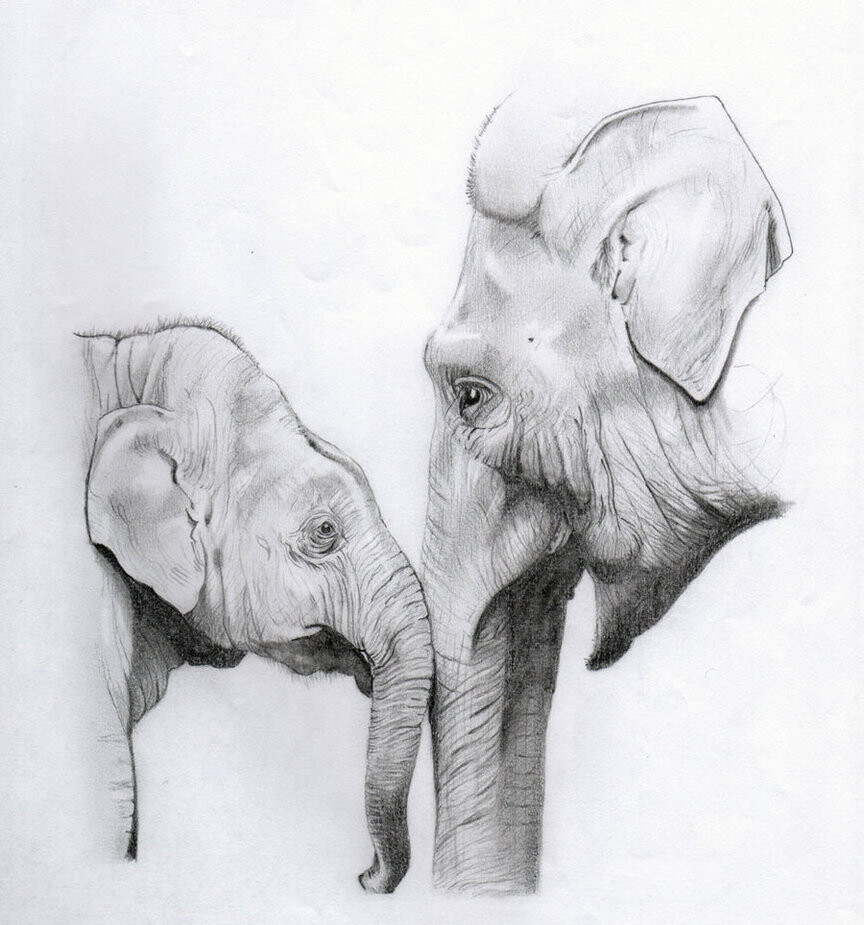 Elephants