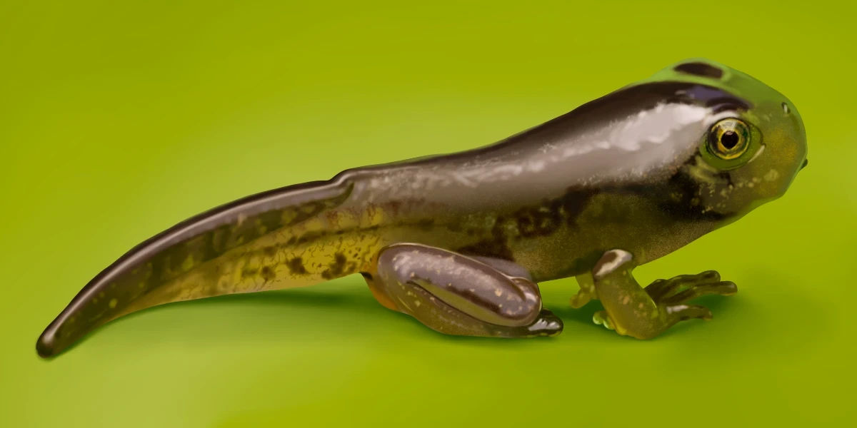 Froglet